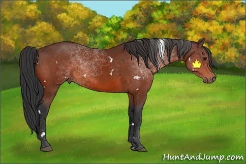 Horse Color:White Spotted Bay 
