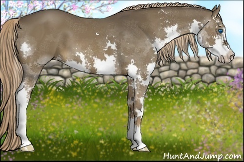 Horse Color:Liver Chestnut Sabino Splash