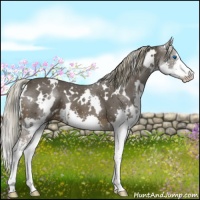 Horse Color:White Spotted Liver Chestnut Sabino Splash 