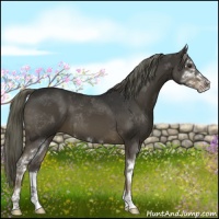 Horse Color:Liver Chestnut Sabino