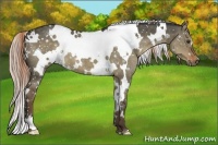 Horse Color:White Spotted Liver Red Dun 