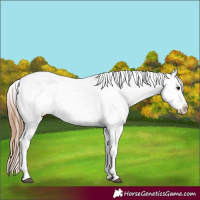 Horse Color:Bay Roan Appaloosa 