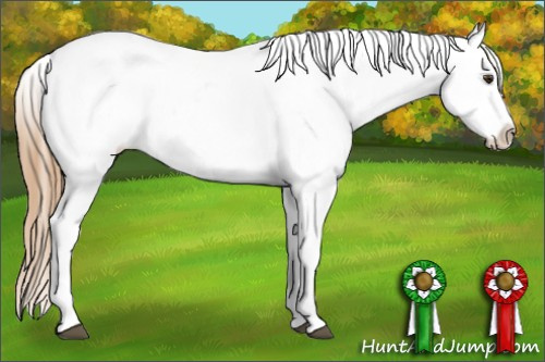 Horse Color:Red Roan Appaloosa 