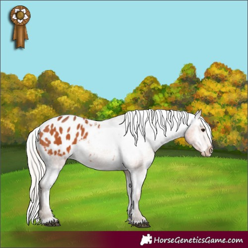 Horse Color:Silver Bay Appaloosa 