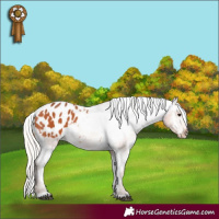 Horse Color:Silver Bay Appaloosa 