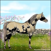 Horse Color:White Spotted Chocolate Palomino Dun Splash