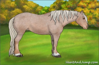 Horse Color:Chestnut Appaloosa
