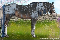 Horse Color:ERROR: UNKNOWN ANOMALY and Liver Chestnut Splash 