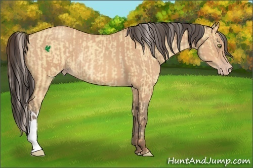 Horse Color:Silver Amber Champagne Dun Rabicano and Amber Champagne