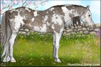 Horse Color:White Spotted Liver Chestnut Sabino Splash