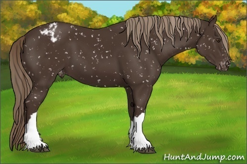 Horse Color:Liver Chestnut Appaloosa 