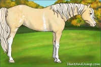 Horse Color:White Spotted Palomino Appaloosa 