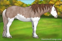 Horse Color:Red Roan Splash 