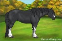 Horse Color:Black 