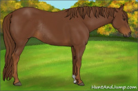 Horse Color:Gray Chestnut Rabicano