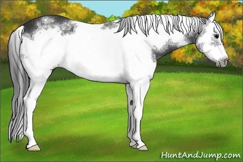 Horse Color:White Spotted Black Splash Frame 