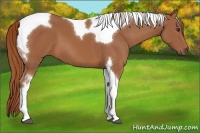 Horse Color:Chestnut Tobiano