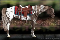 Horse Color:White Spotted Liver Chestnut Appaloosa 