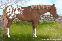 Horse Color:Chestnut Appaloosa 