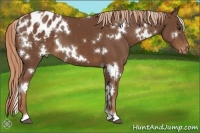 Horse Color:White Spotted Chestnut Blanket 