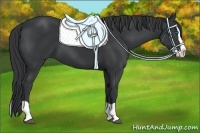 Horse Color:Black Splash