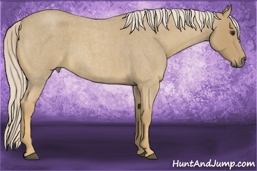 Horse Color:Palomino Roan 