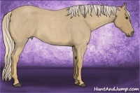 Horse Color:Palomino Roan 