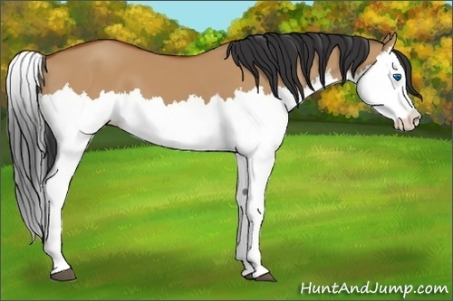 Horse Color:Bay Dun Splash 