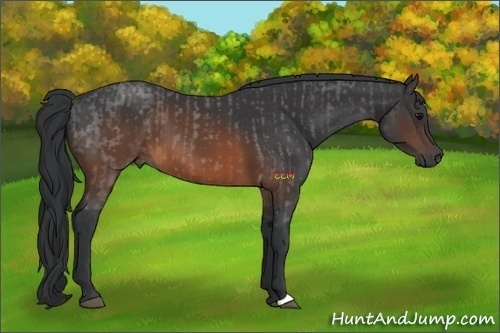 Horse Color:Brown Roan  and Brown 