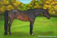 Horse Color:Brown Roan  and Brown 