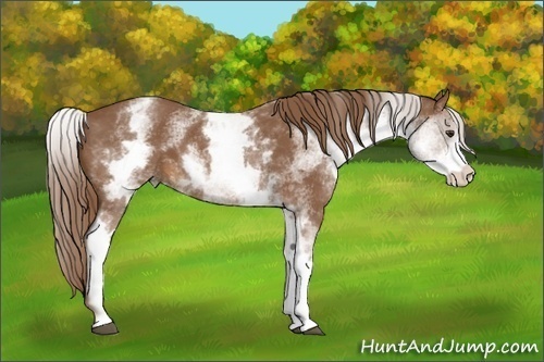 Horse Color:White Spotted Chestnut 