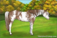 Horse Color:White Spotted Chestnut 