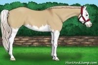 Horse Color:Red Dun Splash 