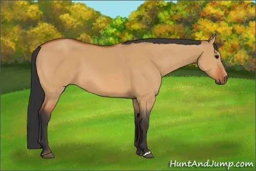 Horse Color:Bay Dun