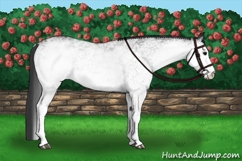Horse Color:White Spotted Black