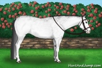 Horse Color:White Spotted Black