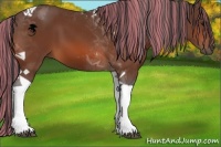 Horse Color:Painted Bay Tobiano