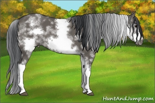 Horse Color:White Spotted Grullo Frame 