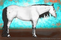 Horse Color:White Spotted Bay Appaloosa