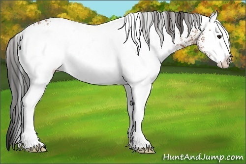 Horse Color:White Spotted Bay