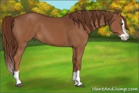 Horse Color:Chestnut Splash 