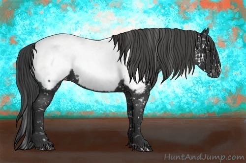 Horse Color:Black Appaloosa
