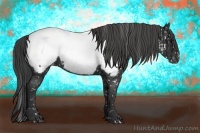 Horse Color:Black Near Fewspot
