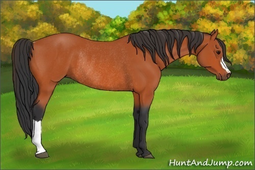 Horse Color:Bay Rabicano 