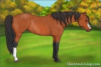 Horse Color:Bay Rabicano 