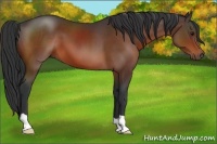 Horse Color:Brown 