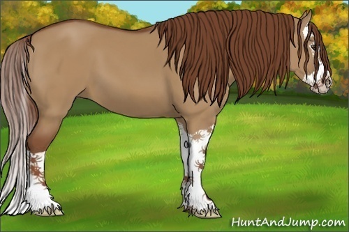 Horse Color:Red Dun Splash 
