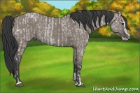 Horse Color:Grullo Ice Roan Sabino  and Grullo Sabino Splash 