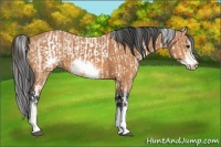 Horse Color:White Spotted Buckskin and Bay Splash Frame