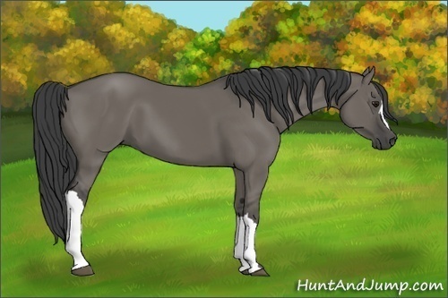 Horse Color:Unknown 